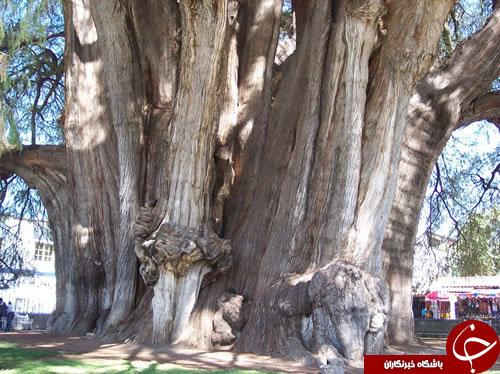 شگفت انگیزترین درختان جهان+تصاویر