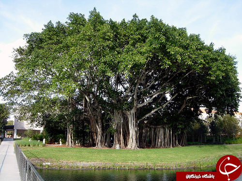 شگفت انگیزترین درختان جهان+تصاویر