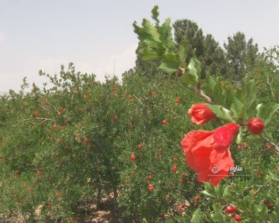 به گل نشستن انارستان های ساوه + تصاویر