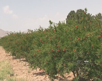 به گل نشستن انارستان های ساوه + تصاویر
