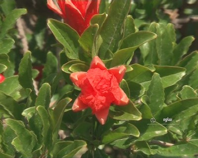 به گل نشستن انارستان های ساوه + تصاویر