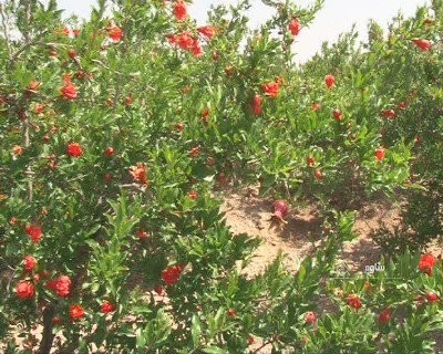 به گل نشستن انارستان های ساوه + تصاویر