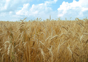 ایجاد مزارع مقایسه ای ارقام گندم