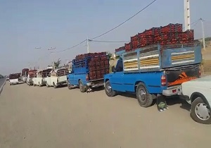 محصول کشاورزی که روی دست کشاورزان ماند! + فیلم