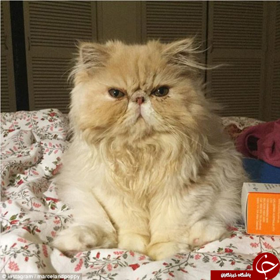 این گربه&zwnj;های پارسی بیش از 42000 دنبال&zwnj;کننده دارند + تصاویر