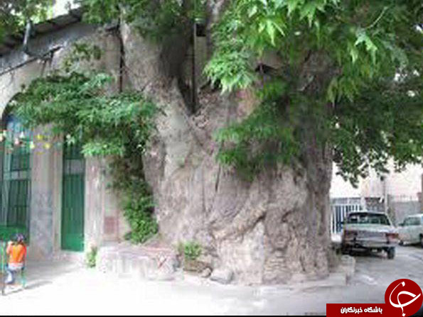 کهنسال ترین درخت ایران/بندبازی مرد چینی میان دو کوه/زیباترین پشت بام  جهان/نمایی شگفت انگیز ارآبشار نیاگارا/زیباترین هتل دنیا دردل کوه
