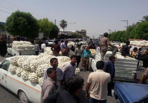 اشک پیازکاران جیرفتی در آمد
