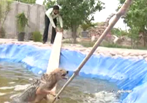 نجات گرگ از استخر پر از آب + فیلم
