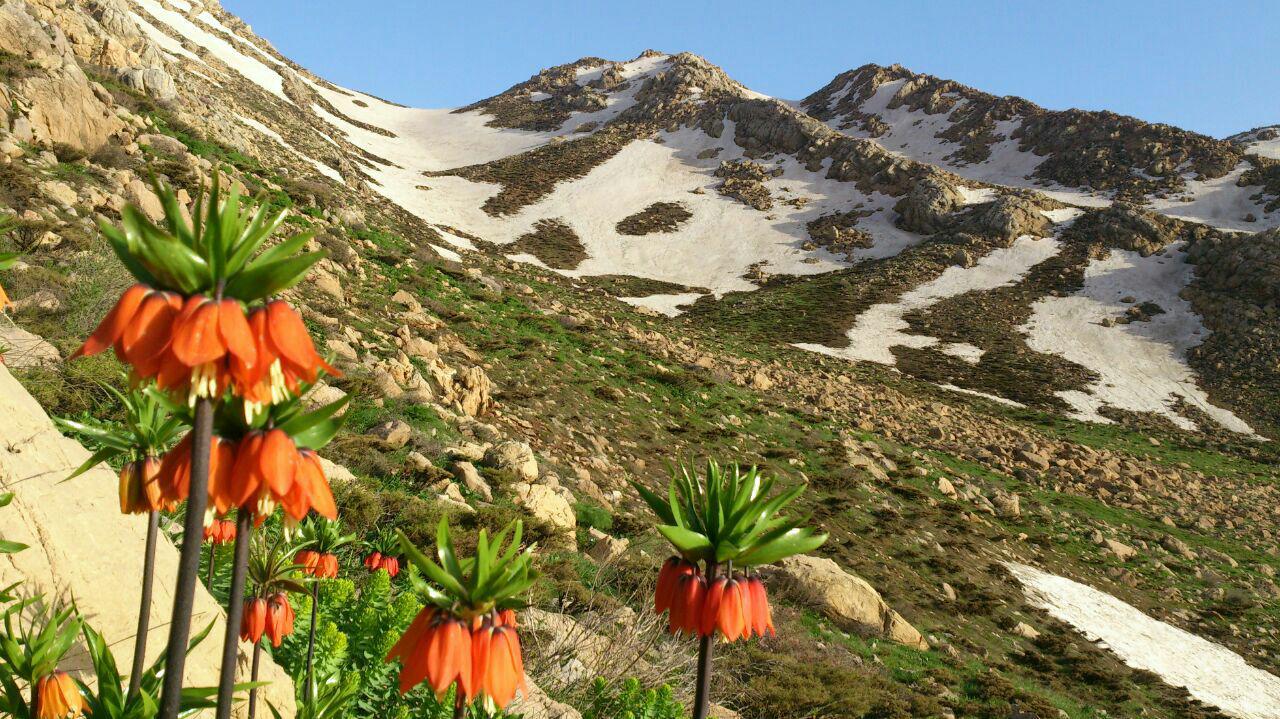 عطر زندگی در کوه&zwnj;های شاهو می&zwnj;وزد + تصاویر