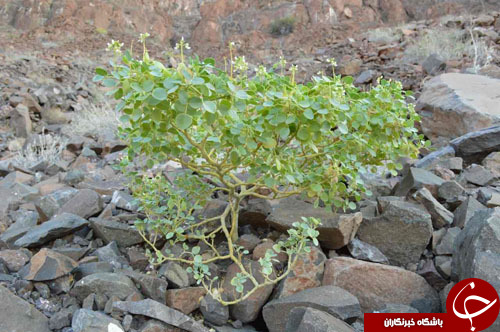کشف  گونه&zwnj;های جدید گیاهی در سال 2015+ تصاویر