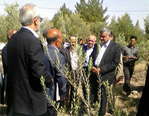 تحریک تقاضا برای مرغ وشیر توسط دولت!
