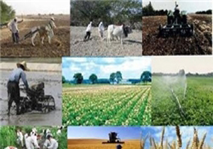 فاجعه زیست محیطی در مزارع کشاورزی تهران