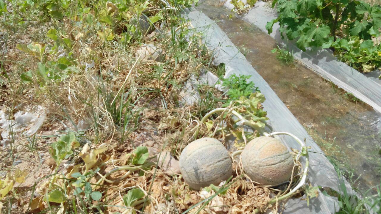 آغاز برداشت طالبی از سطح مزارع شهرستان گرمسیری دهلران