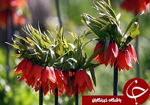 از کاهش کشت لاله های واژگون تا آبیاری مکانیزه جایگزین کشاورزی سنتی + فیلم