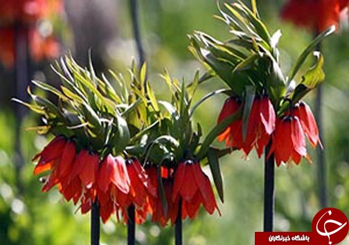 عوامل کاهش کشت لاله های واژگون +فیلم