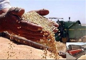 پرداخت 250 میلیارد ریال وجوه گندم به کشاورزان شادگانی