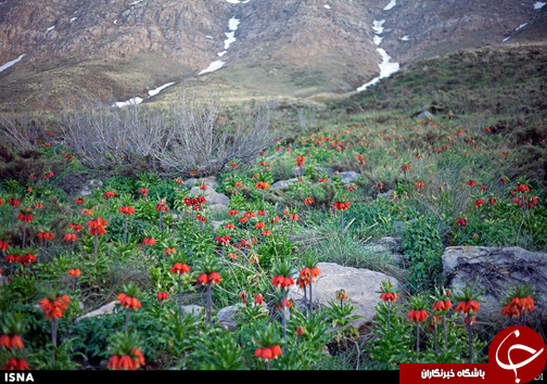 دشت لاله های واژگون