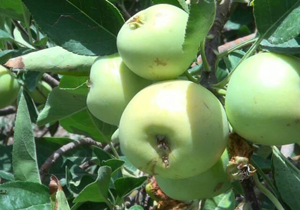 برداشت سیب گلاب دراستان سیستان و بلوچستان