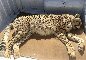 باز هم مرگ یک یوزپلنگ ایرانی در اثر تصادف