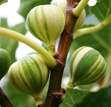 میوه ای بهشتی با خواص دنیوی