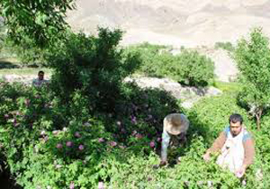 آغاز برداشت گل محمدی در گلستان های نطنز