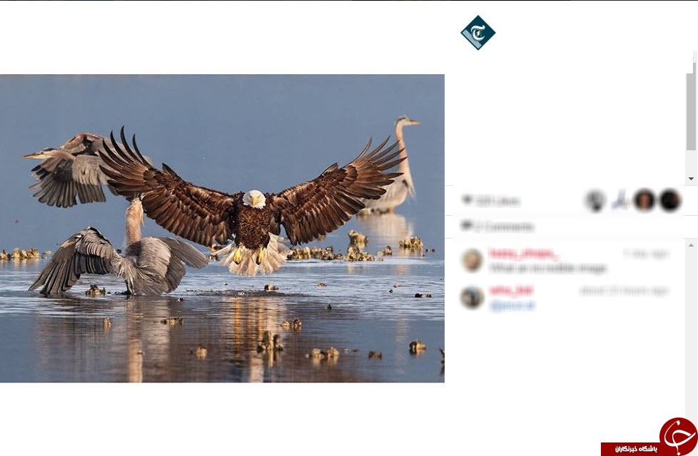 تصاویر برتر اینستاگرام از نگاه تلگراف + 12 عکس