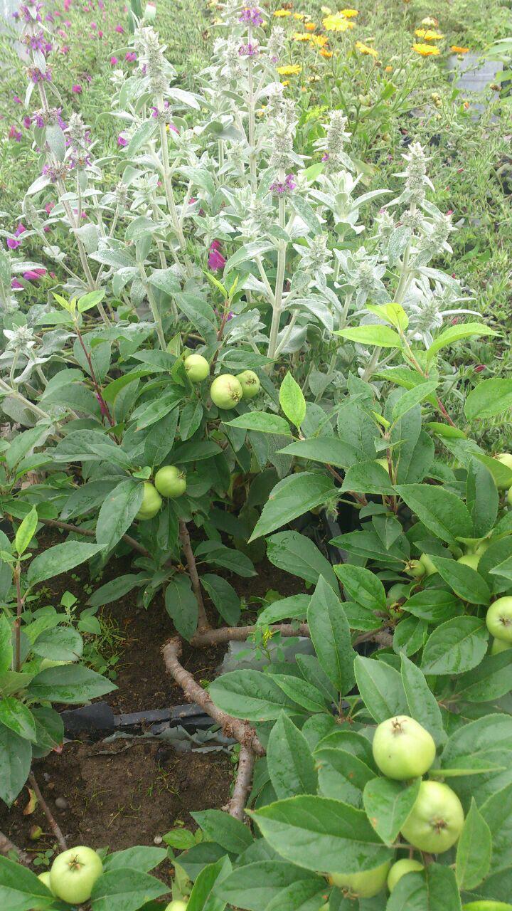 کشت گیاهان دارویی بر پشت بام خانه +تصویر