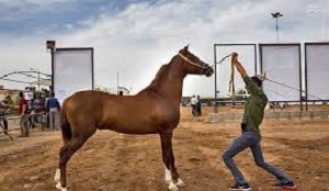 تخت جمشید میزبان اسب اصیل عرب