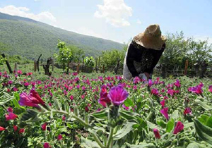 گل گاو زبان، اکسیری شفابخش در انحصار مازندران