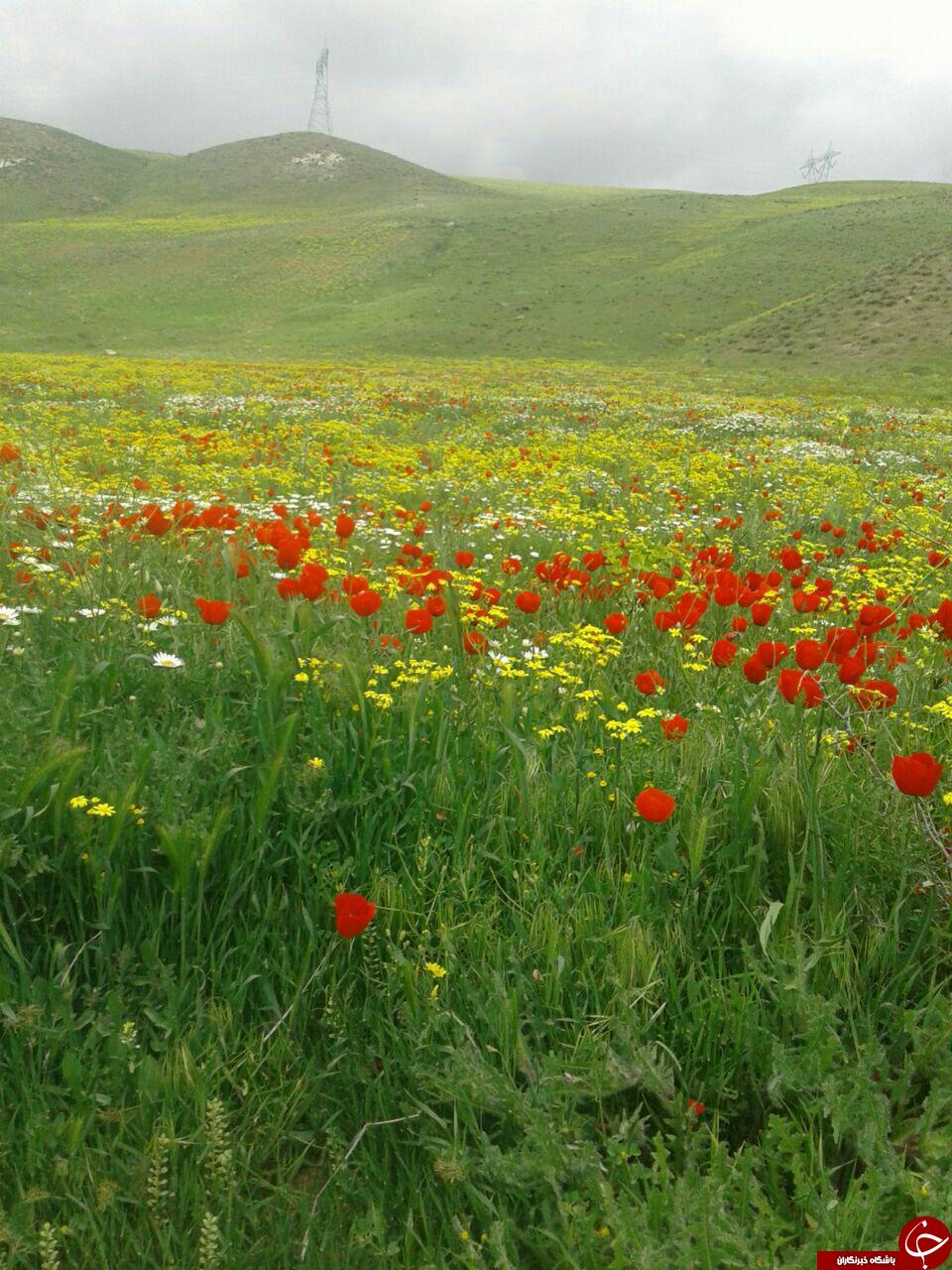 دشت گل&zwnj;های رنگارنگ روستای ترناب + تصاویر