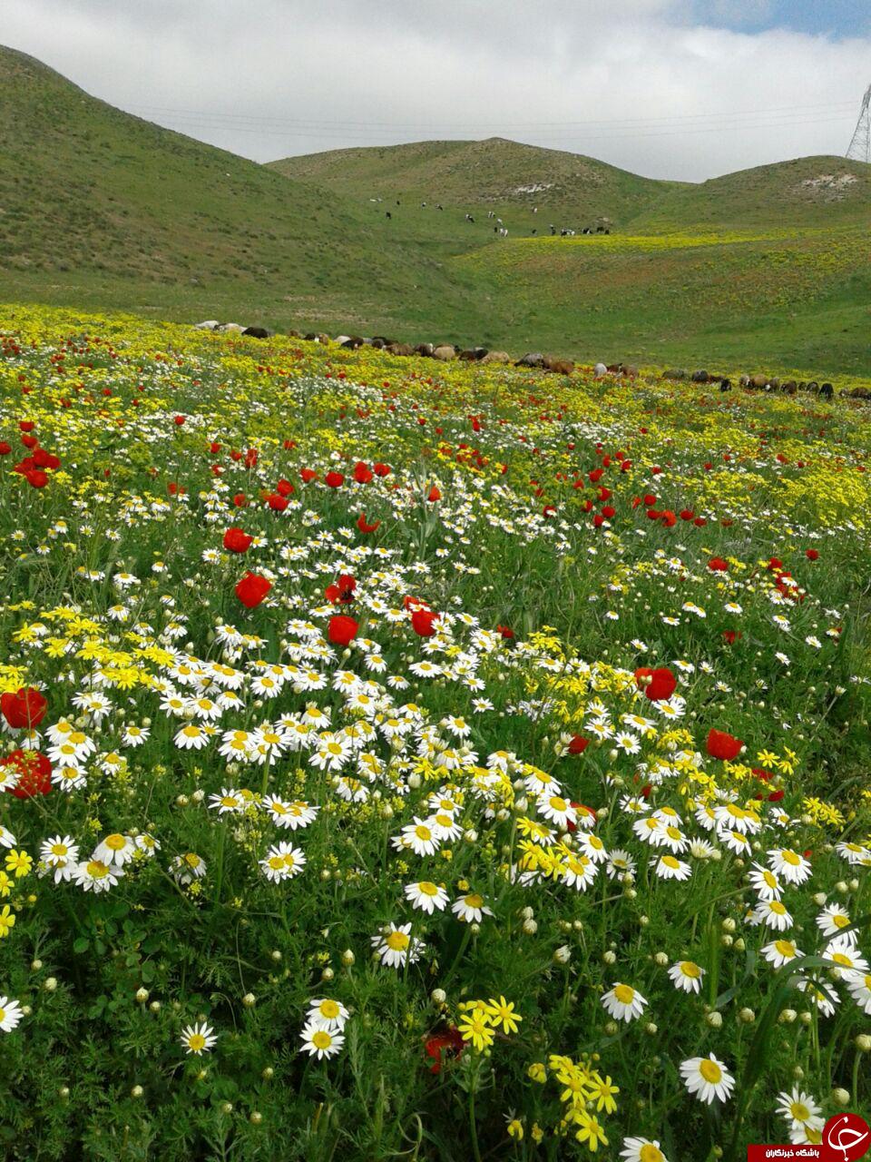 دشت گل&zwnj;های رنگارنگ روستای ترناب + تصاویر