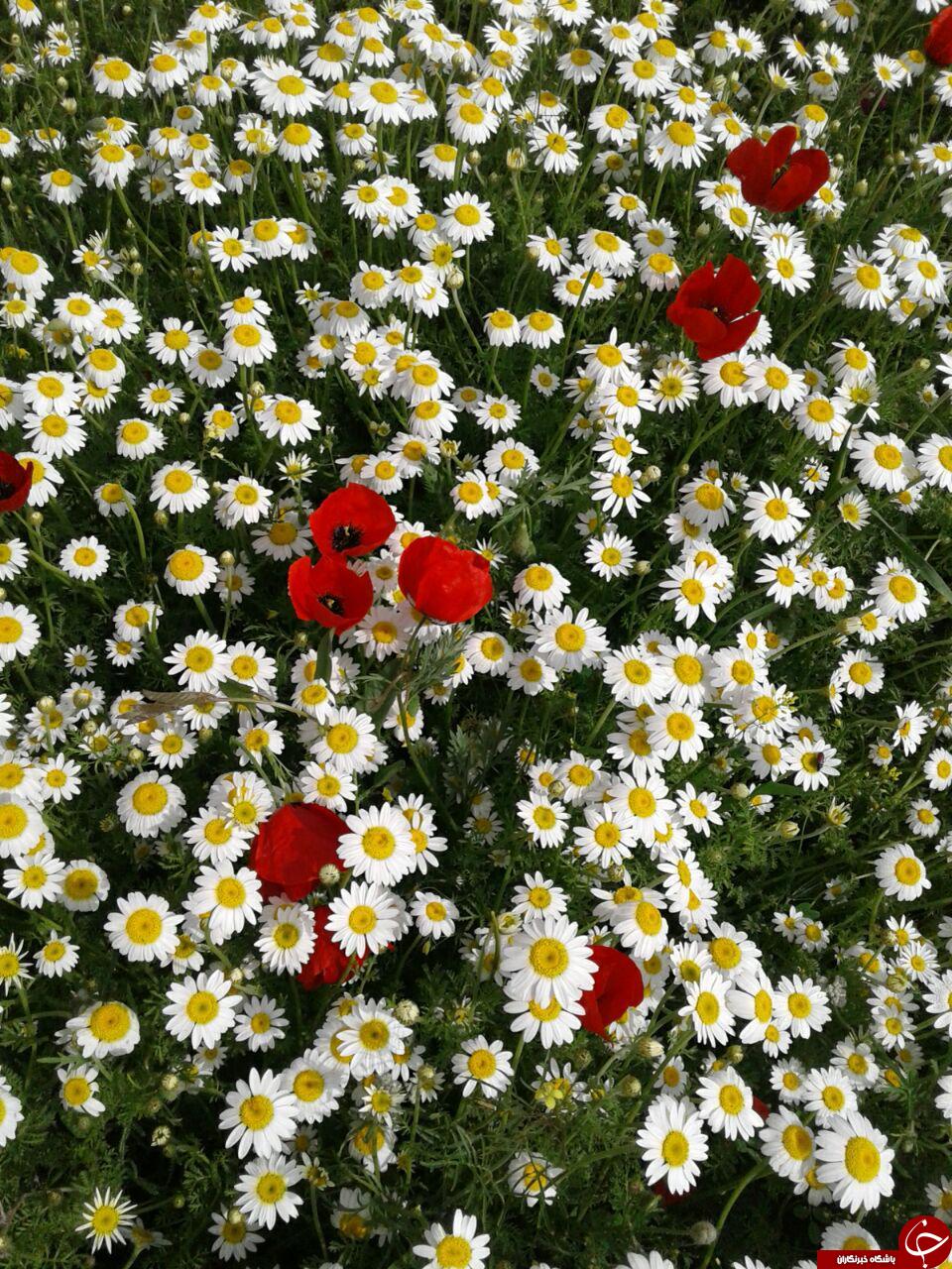 دشت گل&zwnj;های رنگارنگ روستای ترناب + تصاویر