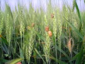 مبارزه با آفت سن گندم در بیش از 10 هزار هکتار از مزارع استان