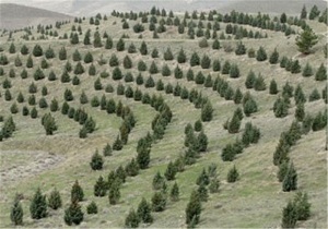 اگر اعتبار باشد مانع خشکیدگی جنگلهای بلوط می شویم