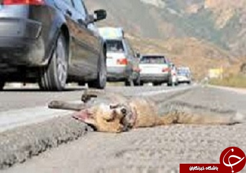 مرگ حیوانات در فاصله سنگها