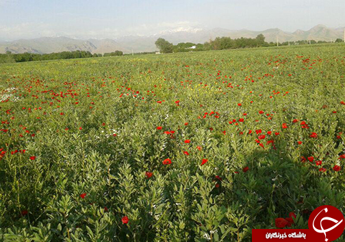 اوج زیبایی بهشت لرستان در اردیبهشت + تصاویر