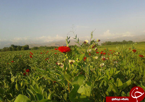 اوج زیبایی بهشت لرستان در اردیبهشت + تصاویر