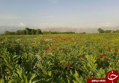 اوج زیبایی بهشت لرستان در اردیبهشت + تصاویر