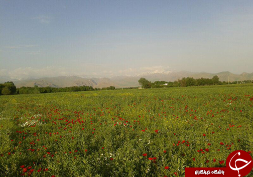 اوج زیبایی بهشت لرستان در اردیبهشت + تصاویر