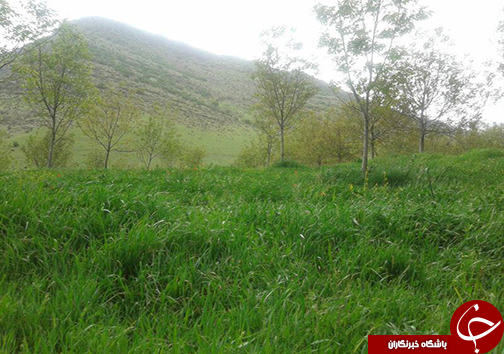 اوج زیبایی بهشت لرستان در اردیبهشت + تصاویر