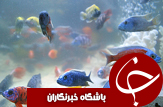 تولید ماهی زینتی و اشتغال زایی