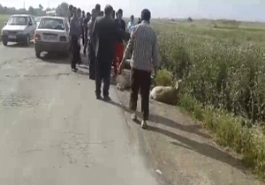 تصادف دلخراش پراید با گله گوسفند + فیلم