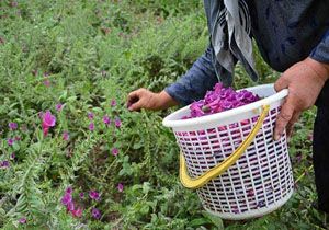 برداشت گیاه دارویی گل گاوزبان در کوهبنان
