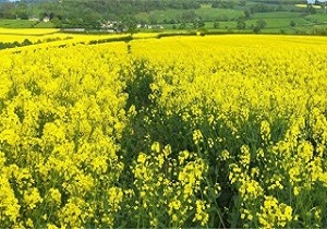 تسهیلات برای کلزاکاران