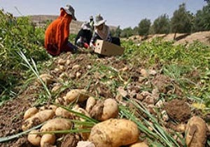 تولید بذر سیب زمینی در 35 هکتار از اراضی شهرستان نمین