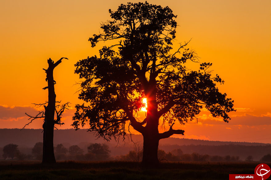 سرزمین رویایی بلوط در لهستان + 17 عکس