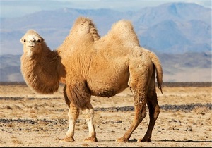 آغاز فعالیت مرکز حفاظت و توسعه شتر دوکوهانه کشور در بیله سوار