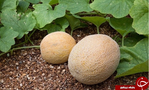 تقویم بارداری هفته به هفته/ 5 ماهگی جنین به اندازه طالبی کوچک است