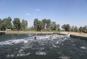 آغاز توزیع رایگان بچه ماهی بین پرورش دهندگان استان