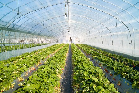 توسعه 17 واحدی گلخانه های تویسرکان در فاز دوم توسعه 17 واحدی گلخانه های تویسرکان در فاز دوم